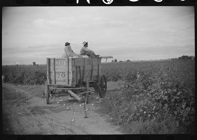 Mexican laborers on wagonload of cotton in field on Knowlton Plantation, Perthshire, Mississippi Delta, Mississippi