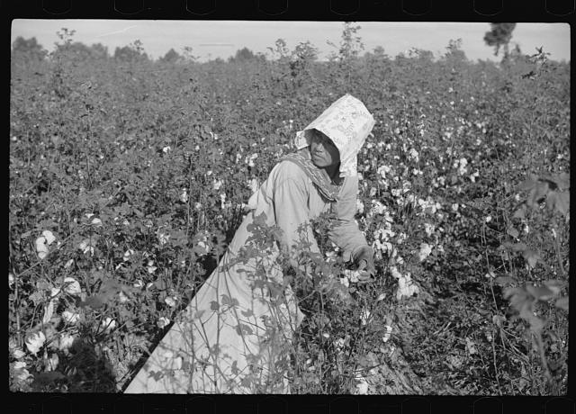 Mexican woman, seasonal labor contracted for by planters, picking cotton on Knowlton Plantation, Perthshire, Mississippi Delta, Mississippi