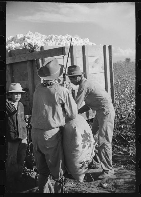 Mexican worker, seasonal labor contracted for by planters, weighing and checking off bags of cotton by wagon in field on Knowlton Plantation, Perthshire, Mississippi Delta, Mississippi